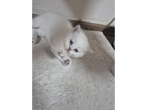 Çok minnoş sevilmeye bayılan bir british shorthair