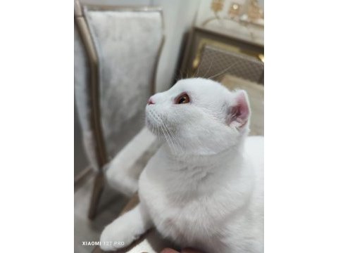 Bembeyaz scottish fold kırık kulak pamuk kedicik