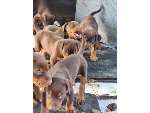 Doberman red yavruları