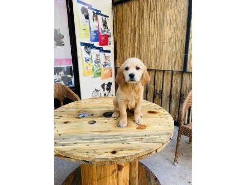 Orjinal kızıl küt burun golden retriever