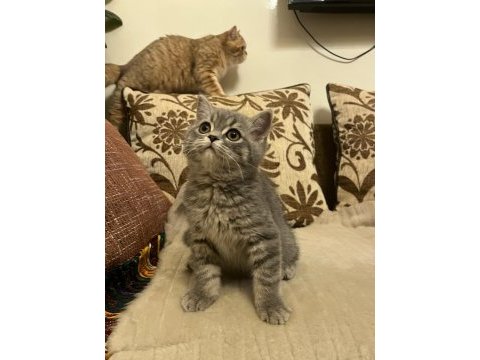 Dişi british longhair iç-dış