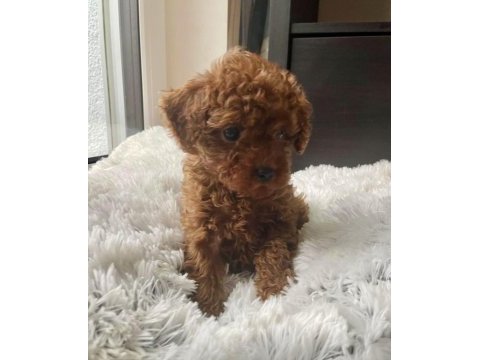 Toy poodle yavru