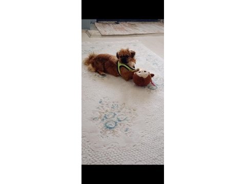 Cins pekinez köpeğimize yuva arıyoruz