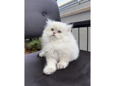 British longhair by1133 anne baba şecereli yavru