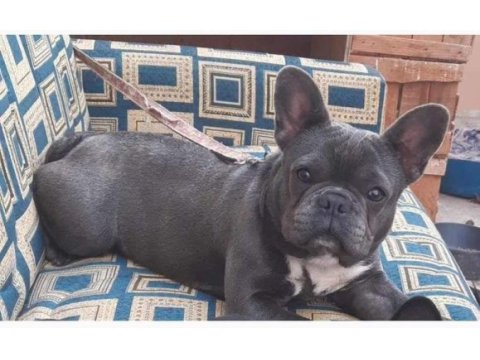 Blue fransız bulldog yavruları