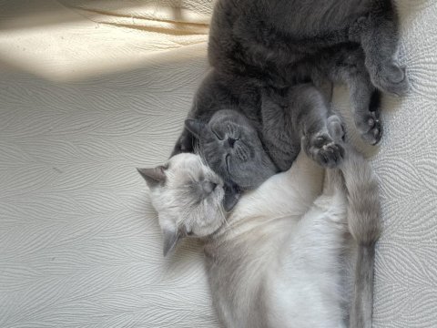 1 yaşında dişi ve erkek british shorthair