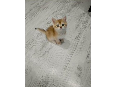 Minicik british shorthair bebişlerim