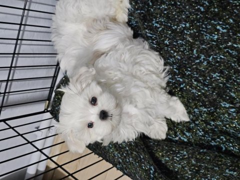 Safkan 0 numara kore maltese bebekler