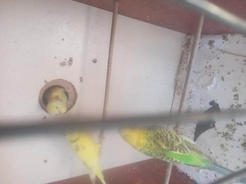 Renk renk mavi sarı yeşil muhabbet kuşu yavruları