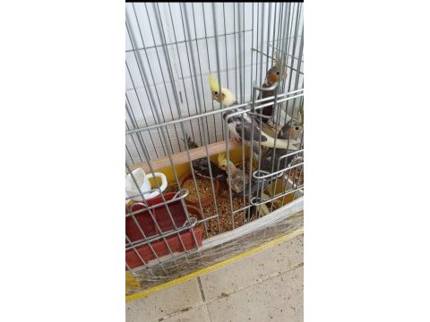 Sultan papağanı sıcak kanlı dost