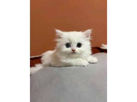 Şecereli baba british longhair point yavrumuz