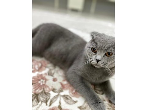10 ağustos doğumlu scottish fold