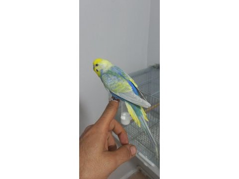 Kaliteli ortada üst vasıf rainbow muhabbet kuşu