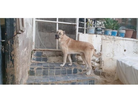 Türk çoban köpeği 2 yaşında kangal köpeği