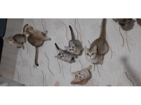 British shorthair yavrularımız
