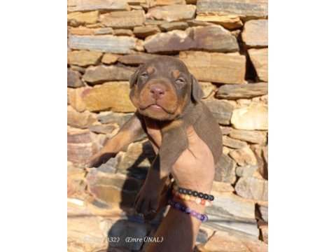 Orjinal king doberman yavrular