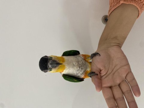 Üst düzey siyah kafa caique