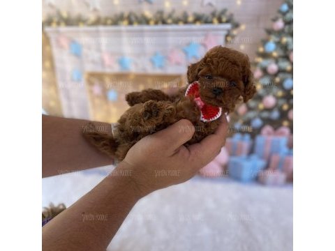 Yavru toy poodle