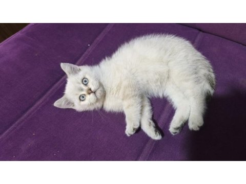 Dişi 2 aylık british shorthair