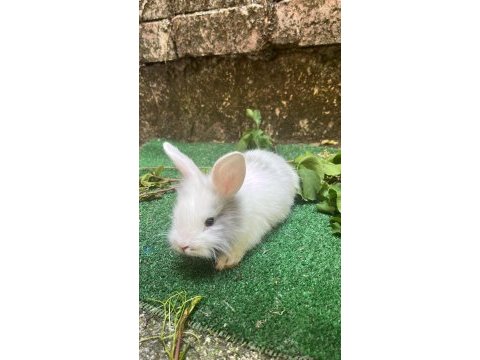 Aslanbaş tavşan yavruları ve kafes seti
