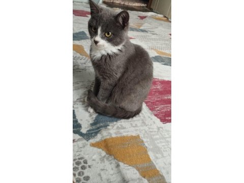 Satılık kedimiz