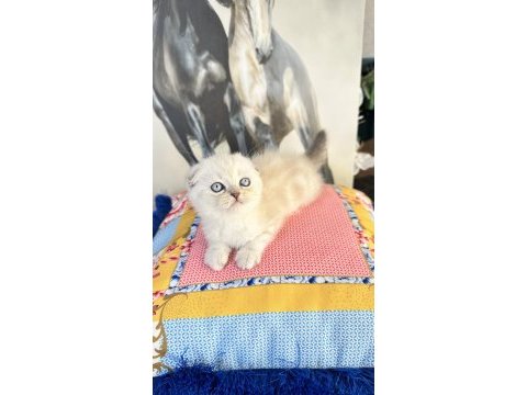 Safkan british shorthair ve scottish fold bebekler