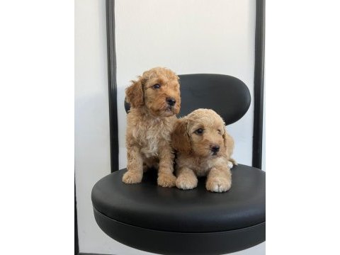 Irk garantili poodle yavrular