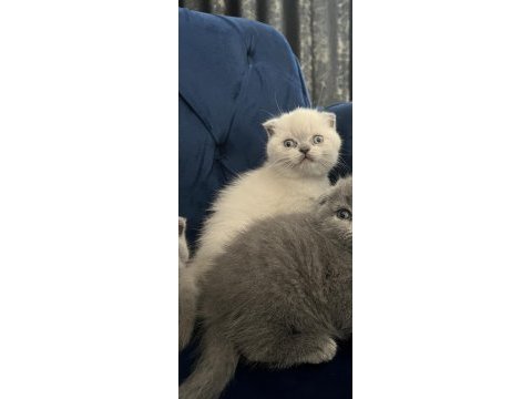 Saf kan eğitimli dişi scottish fold yavrular