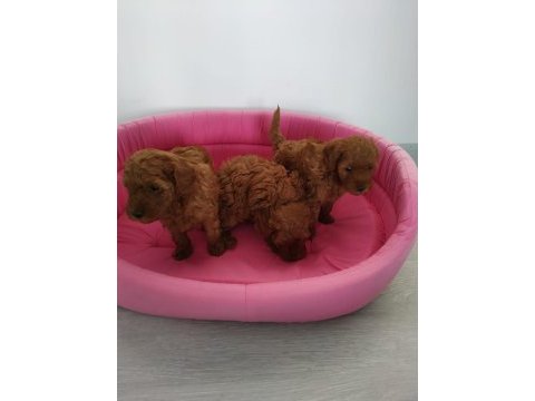 Petmode köpek çiftliğinden redbrown toy poodle