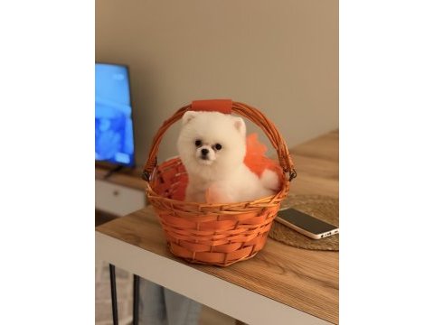Teddy bear pomeranian yavrularımız