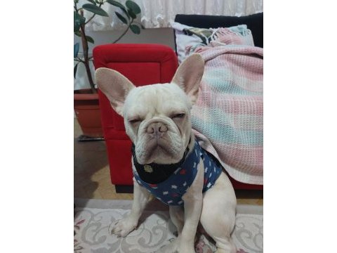1 yaşında secereli gen testi var french bulldog