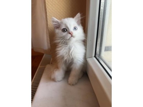 Safkan british longhair yavrular