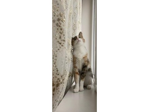 Kedimiz fındığıma eş arıyorum
