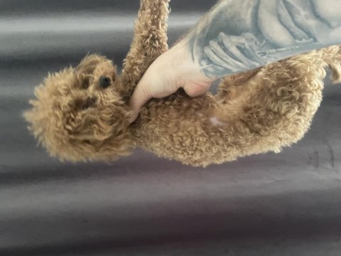 1 yaşında 2 kg erkek red toy poodle