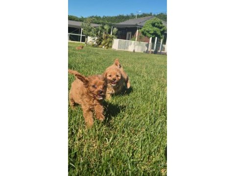 Teacup maltipoo bebekleri sizleri bekliyor 