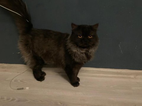 Erkek british longhair kedisi