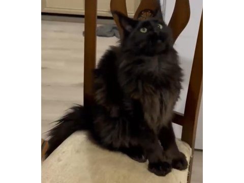 Çifte pasaportlu main coon