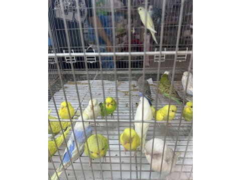 Bebek muhabbet kuşlar yeni yeme düşmüş