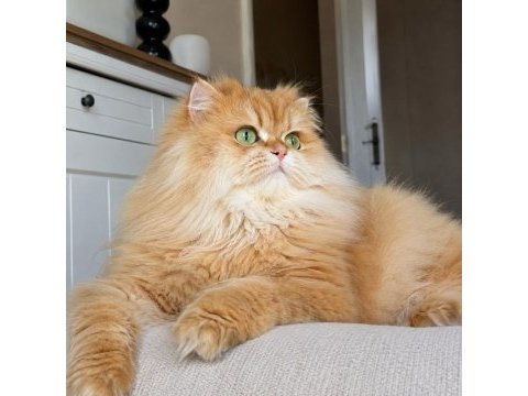 Neslinin en iyisi golden ny12 longhair british yavrular