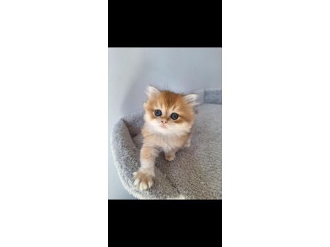 British longhair ny12 dişi