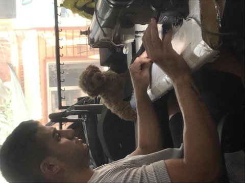 3 aylık erkek maltipoo