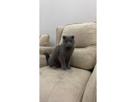 10 ağustos doğumlu scottish fold