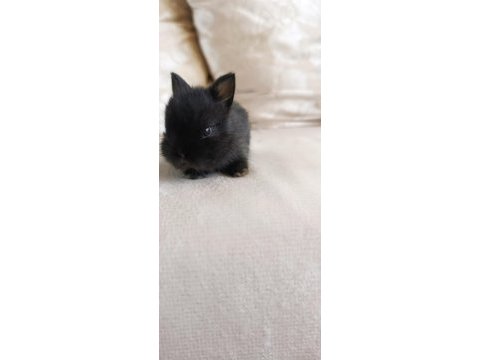 Safkan cüce tavşan bebekleri çorlu