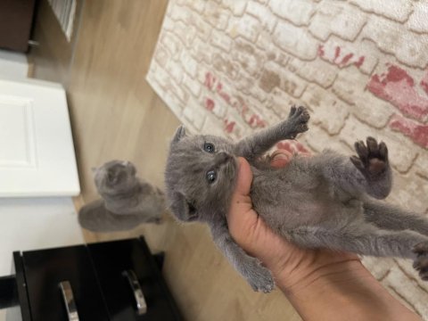 Dişi ve erkek fold yavrularımız yeni yuvasını arıyor