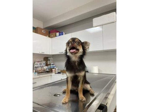 Chihuahua cinsi büyümeyen