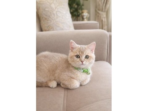 3,5 aylık erkek british shorthair