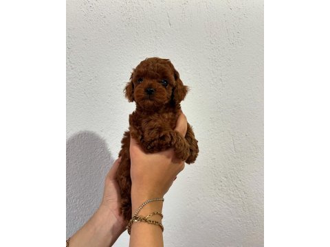 Muhteşem yüz renk ve tüy kalitesine sahip poodle bebekler