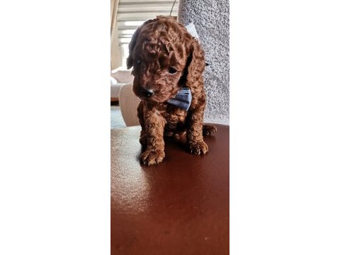 Toy poodle erkek yavrularım