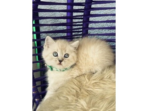 British shorthair lynx point yavrular