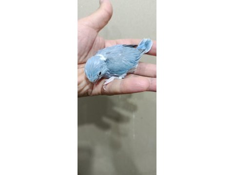 Pied cep papağanı forpus